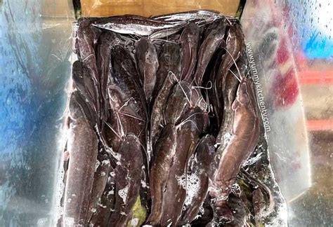 The delicate and subtly sweet Hito (Catfish) .